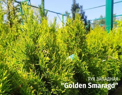 Golden Smaragd